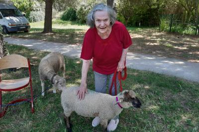 Une personne âgée caresse un mouton - Agrandir l'image 8 sur 8, fenêtre modale