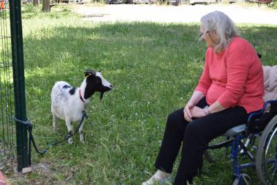 Une personne est avec une chèvre - Agrandir l'image 7 sur 8, fenêtre modale