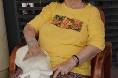 Une personne porte un lapin - Agrandir l'image 5 sur 8, fenêtre modale